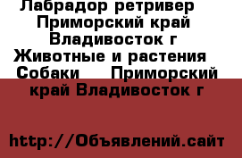 Лабрадор ретривер  - Приморский край, Владивосток г. Животные и растения » Собаки   . Приморский край,Владивосток г.